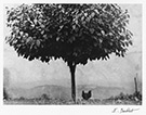 The tree and the hen