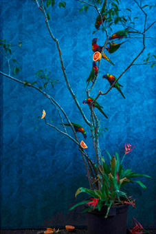 Orange Tree and Rainbow Lorikeets,  Ed. 1/5