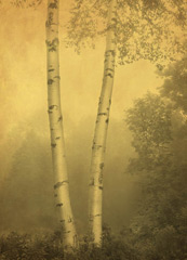 Two Birches