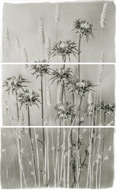 Valley Grasses and Thistle