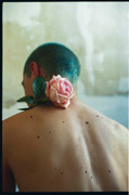 Rose On Blue 