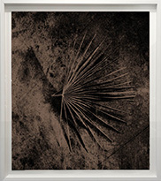 Palme, Sabal (Fragment #21). 2019