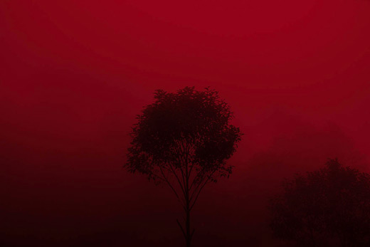 Iluikak: Arbol Rojo