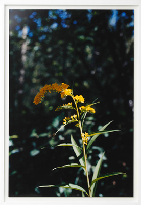 Yellow Wild Flower