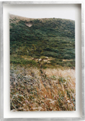 from the series Wild flowers