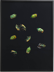 Wunderkammer Series- June bugs