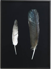 Wunderkammer Series- Feathers