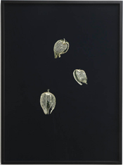 Wunderkammer Series- Leaf skeltons