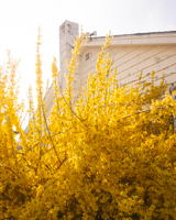 Forsythia (Blooming)