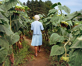 Trudy in Annie's Sunflower Maze, Amherst, Ma.  