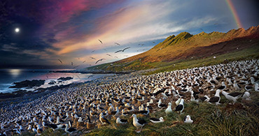Albatross, Steeple Jason, Falkland Islands, Day to Night