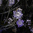 Beyond the Garden Wall