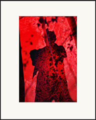 Black Shadow, from the series Le Rouge et le Noir