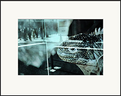 City of Blue Iguana, from the series Le Rouge et le Noir