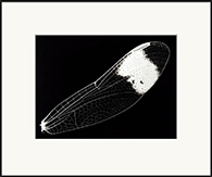 Sympetrum pedemontanum elatum,  from the series Fossil of Light