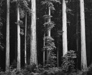 Redwoods, Bull Creek Flat, Northern California