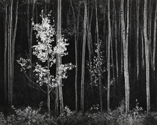 Aspens, Northern NM