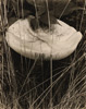 Toadstool and Grasses, Georgetown, Maine