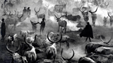 Dinka Cattle of Kei, Southern Sudan