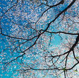 White Dogwood Canopy, Kentucky