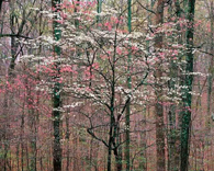 Pink and White Dogwoods, Kentucky