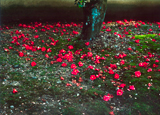 Camelia Tsubaki, Kyoto, Japan