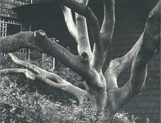 Oak Tree in a Garden