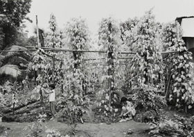 Untitled, Mekong Delta